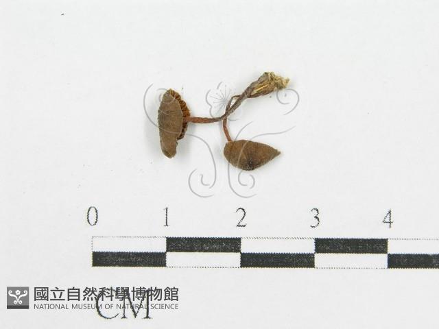 登錄號:F0004742藏品圖，第3張