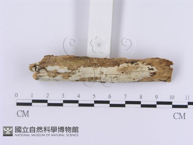 登錄號:F0014742藏品圖，第3張