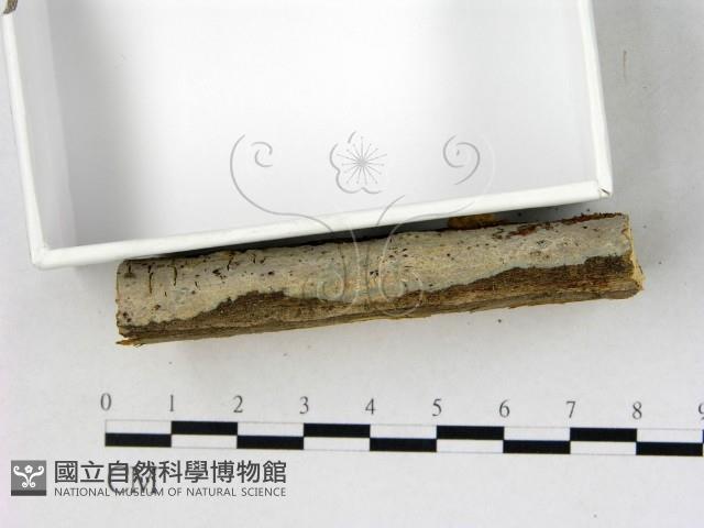 顯絲菌屬藏品圖，第3張