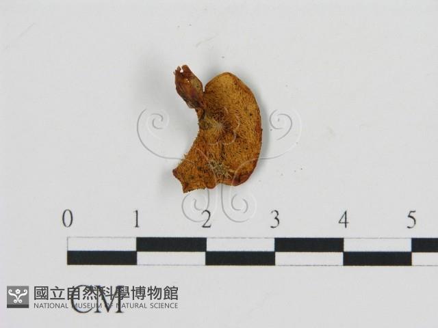 齒菌屬藏品圖，第3張