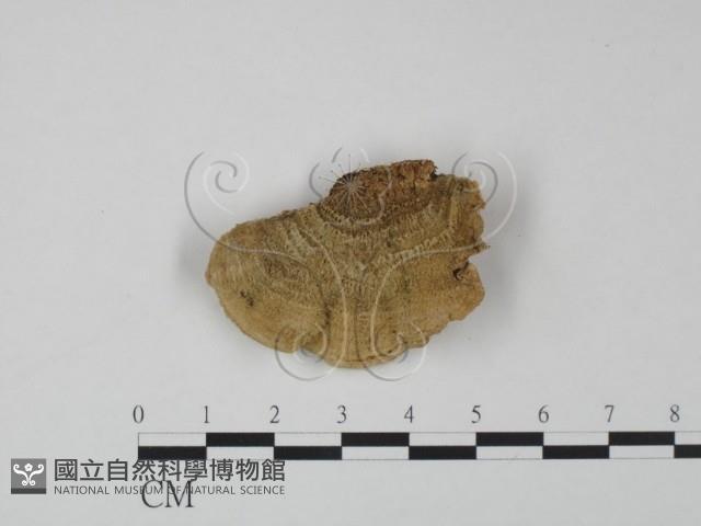 登錄號:F0007742藏品圖，第3張