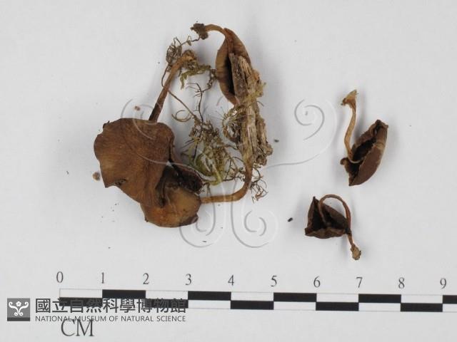 登錄號:F0025742藏品圖，第3張