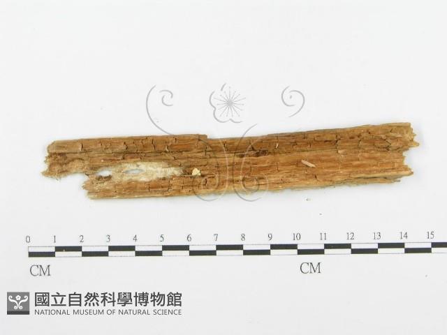 登錄號:F0005742藏品圖，第3張