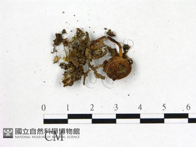 粉褶菌屬藏品圖，第3張
