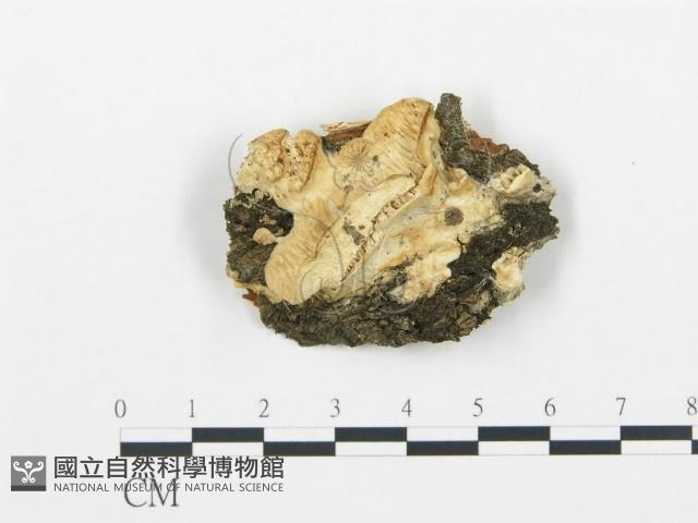 登錄號:F0019742藏品圖，第1張
