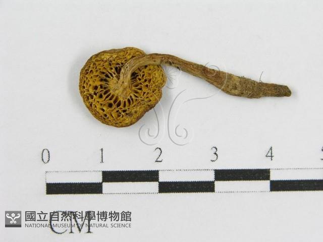 登錄號:F0003742藏品圖，第3張