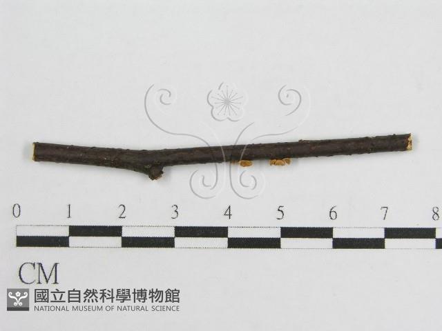 微皮傘屬藏品圖，第3張