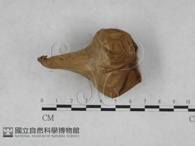 登錄號:F0028542藏品圖，第3張