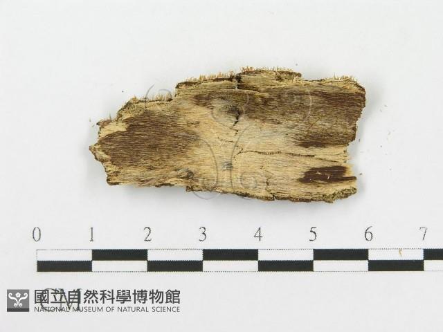 登錄號:F0020542藏品圖，第3張