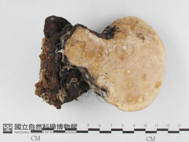 松生擬層孔菌藏品圖，第3張