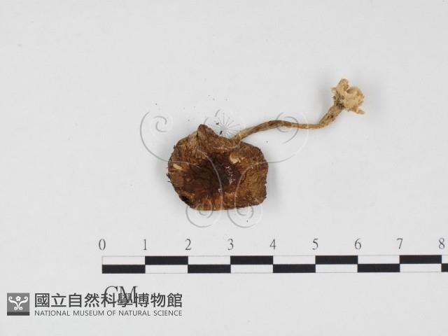 登錄號:F0024542藏品圖，第3張