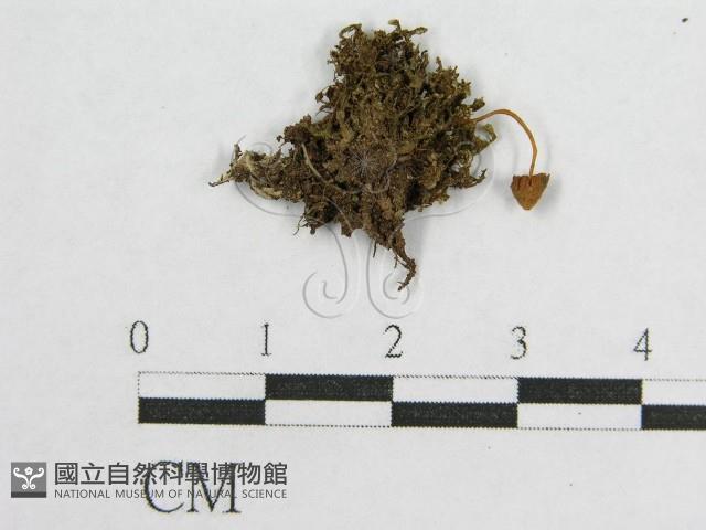 登錄號:F0014542藏品圖，第3張