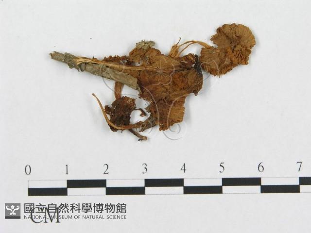 登錄號:F0012542藏品圖，第3張