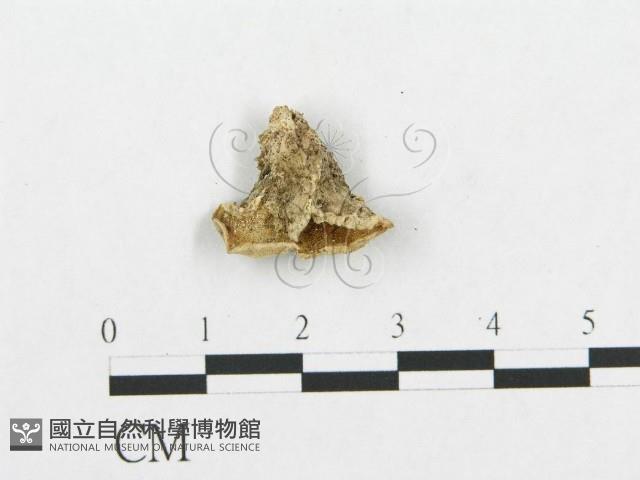 登錄號:F0017542藏品圖，第1張