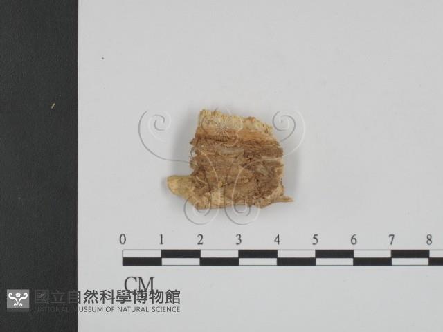 登錄號:F0009542藏品圖，第3張