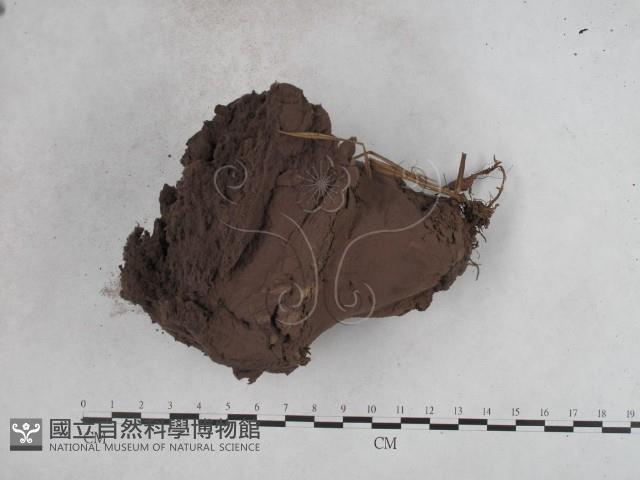 紫色禿馬勃藏品圖，第3張