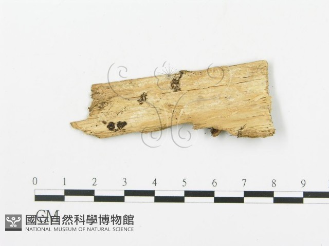 串擔革菌屬藏品圖，第3張