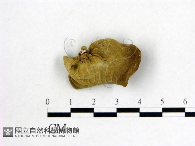 木耳屬藏品圖，第3張