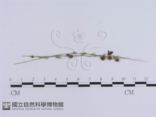 登錄號:F0010142藏品圖，第3張