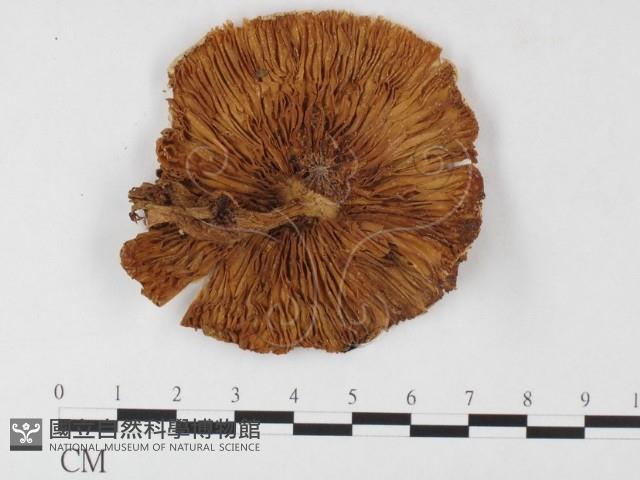 登錄號:F0026142藏品圖，第3張