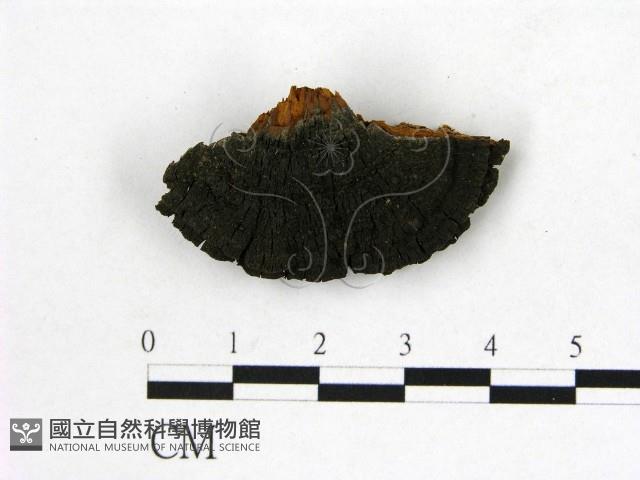 登錄號:F0006142藏品圖，第3張