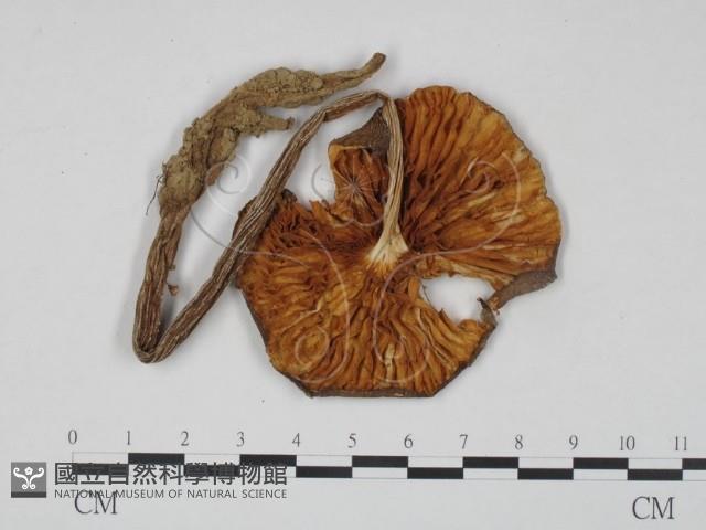 登錄號:F0011142藏品圖，第3張
