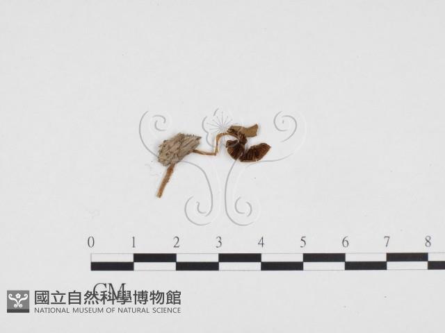 登錄號:F0024142藏品圖，第3張