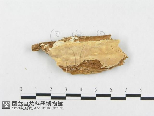 登錄號:F0007142藏品圖，第3張