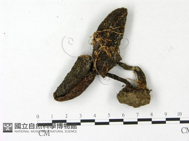 登錄號:F0023142藏品圖，第3張