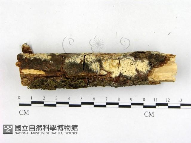 登錄號:F0003142藏品圖，第3張