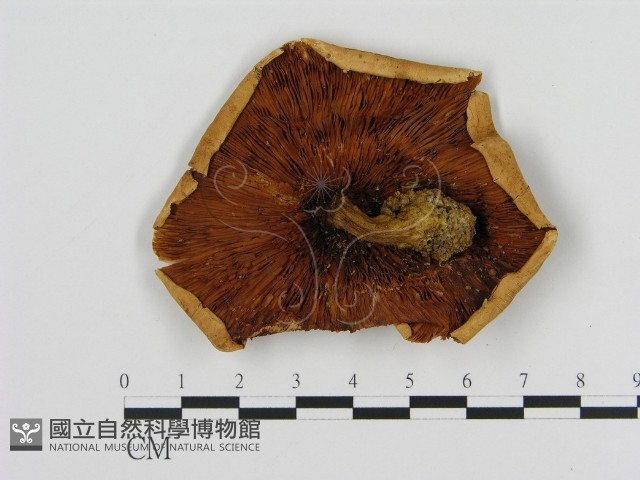 登錄號:F0008042藏品圖，第3張