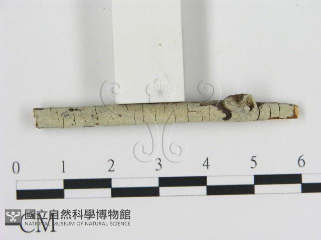 登錄號:F0000042藏品圖，第3張