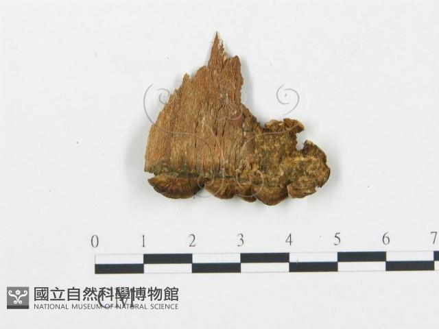 登錄號:F0006042藏品圖，第3張