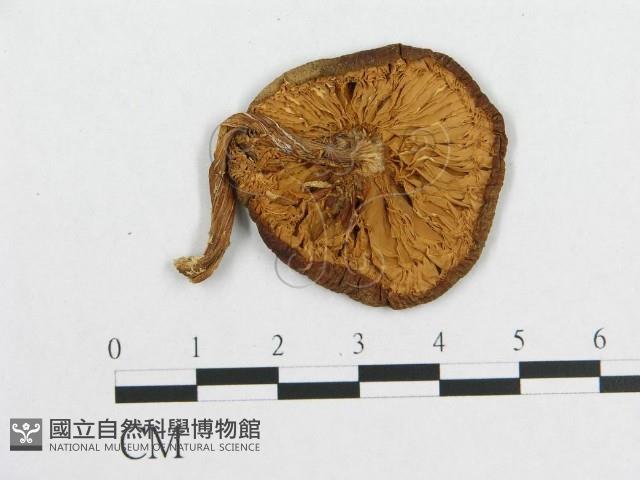 登錄號:F0011042藏品圖，第3張
