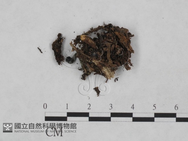 登錄號:F0024042藏品圖，第3張