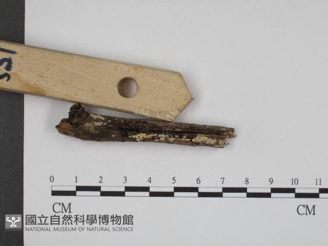 登錄號:F0004042藏品圖，第3張