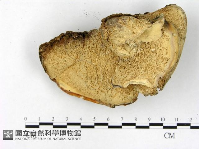 登錄號:F0022042藏品圖，第3張