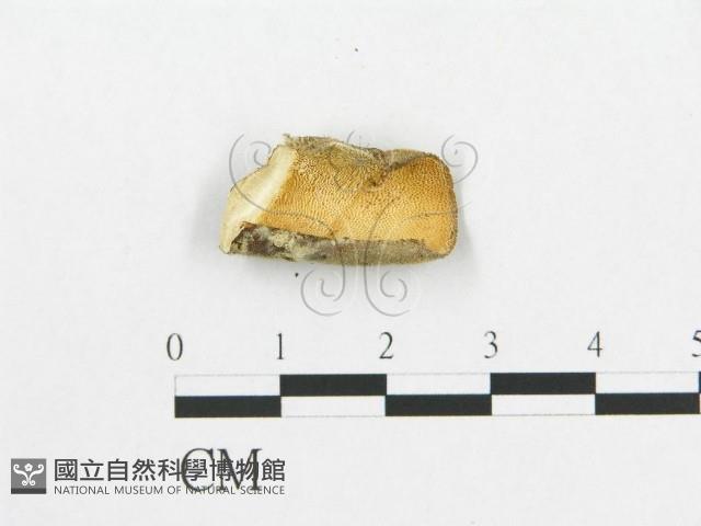 登錄號:F0007042藏品圖，第3張