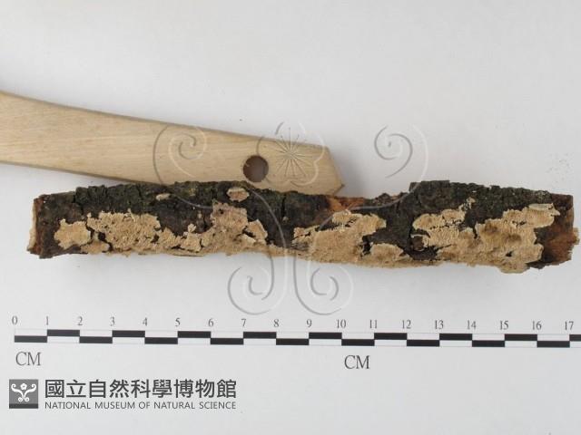 登錄號:F0005042藏品圖，第3張