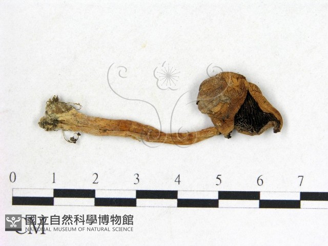 鬼傘屬藏品圖，第3張