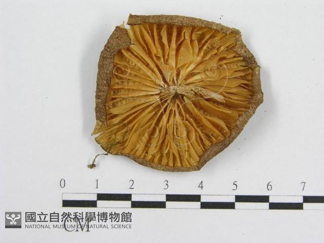 登錄號:F0013042藏品圖，第3張