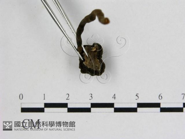 假芝屬藏品圖，第3張