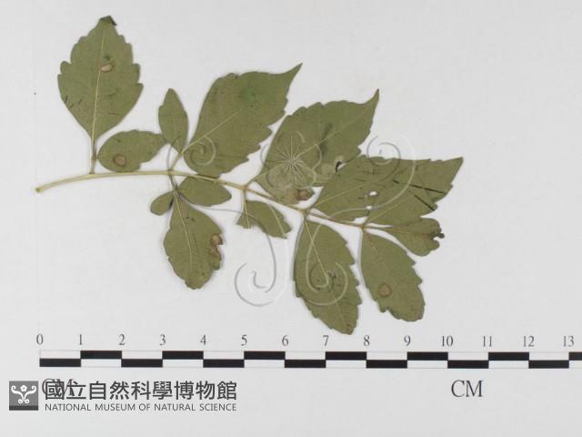 登錄號:F0026342藏品圖，第1張
