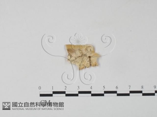 雲芝藏品圖，第3張