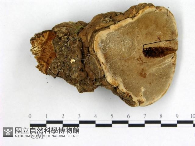 登錄號:F0001342藏品圖，第3張