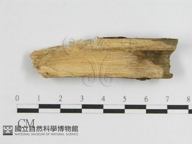 登錄號:F0011342藏品圖，第3張