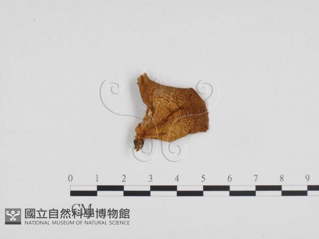糙皮側耳藏品圖，第3張