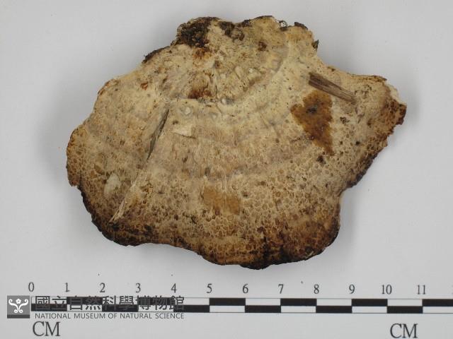 登錄號:F0004342藏品圖，第3張