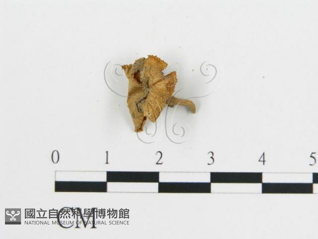 雞油菌屬藏品圖，第3張
