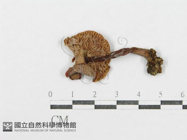 登錄號:F0002342藏品圖，第3張